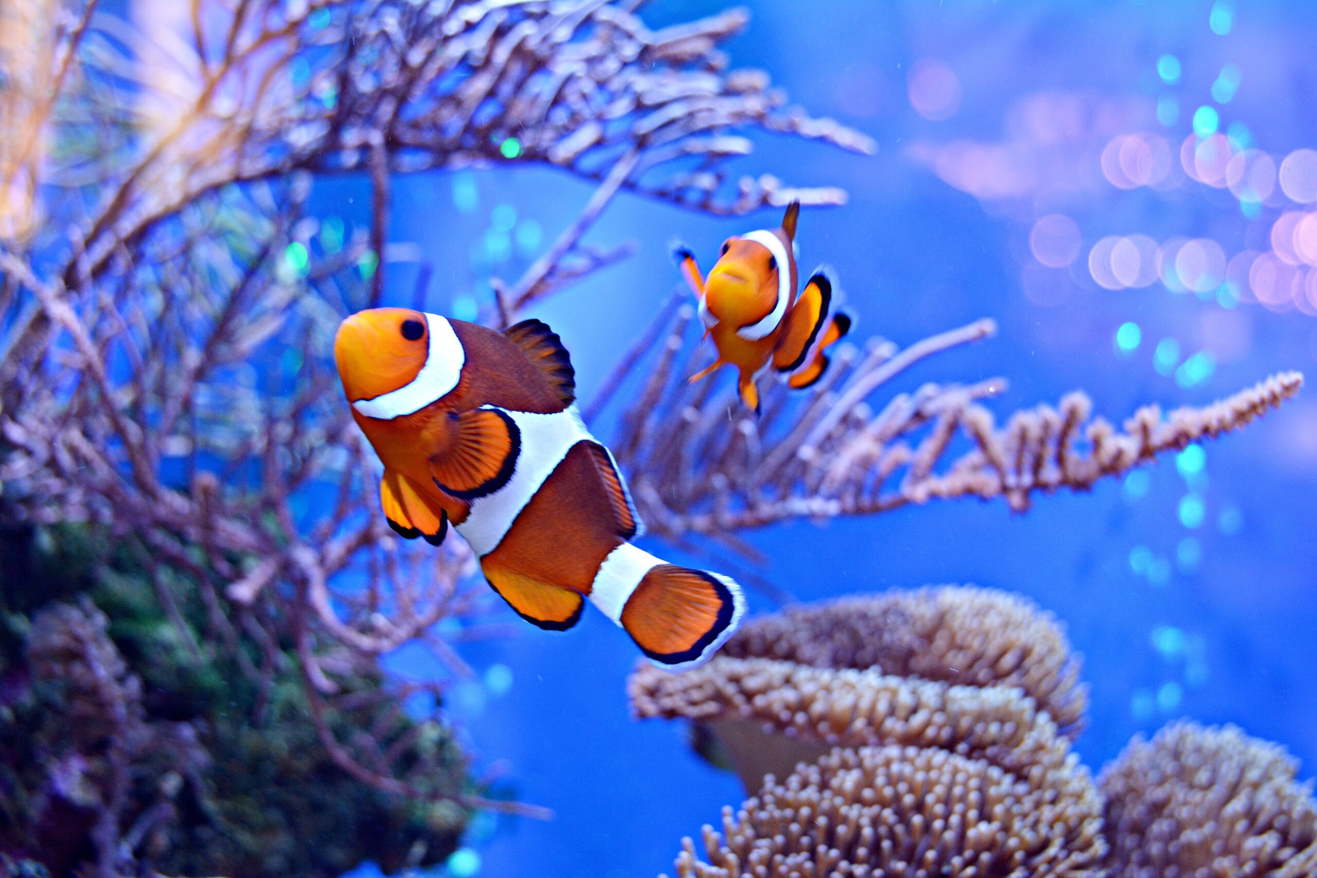 Amphiprion ocellaris