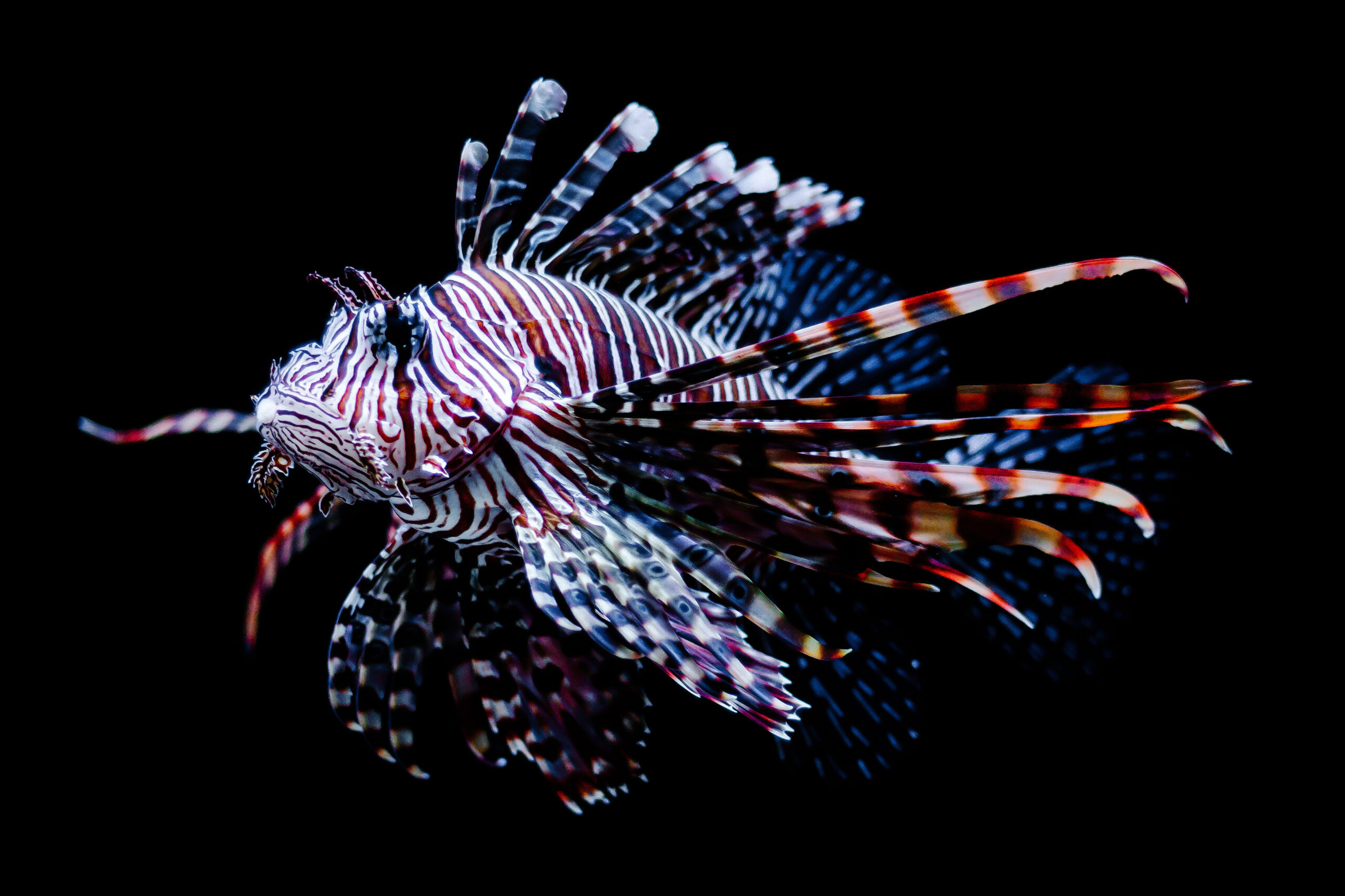 Pterois Volitans