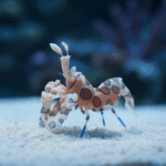 Hymenocera elegans (picta)