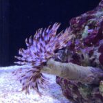 sabellastarte indica rurówka