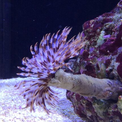 sabellastarte indica rurówka