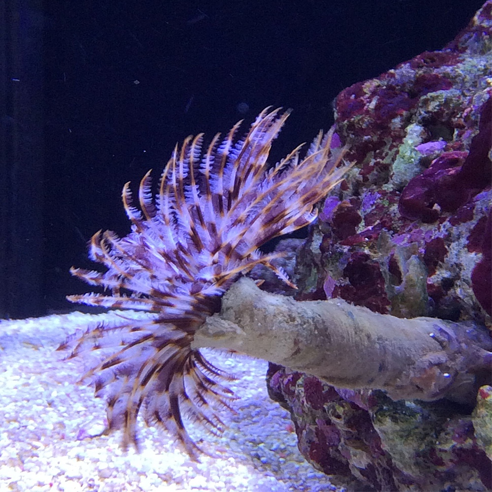 sabellastarte indica rurówka sabellastarte indica rurówka