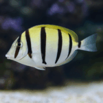 Acanthurus triostegus rozm. M