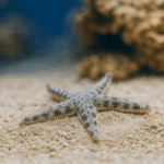 Archaster typicus (Rozgwiazda piaskowa)