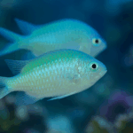 Chromis viridis