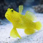Cryptocentrus cinctus