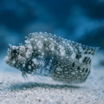 Salarias fasciatus