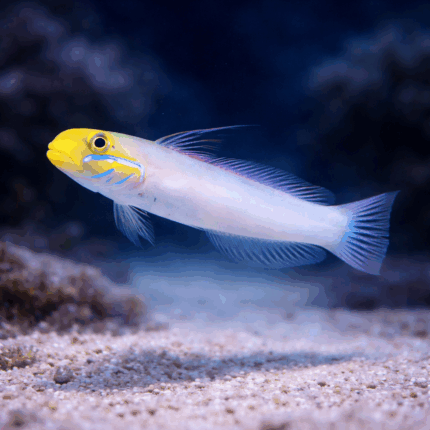 Valenciennea strigata M