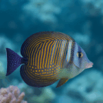 Zebrasoma desjardinii (rozm. M)