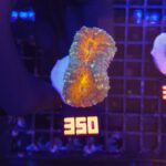 Lobophyllia corymbosa orange (350)