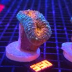 Lobophyllia corymbosa orange (350)