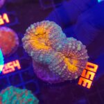 Lobophyllia corymbosa orange (350)