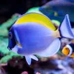 Acanthurus leucosternon (rozm. M)