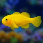 Gobiodon okinaewa