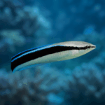 Labroides dimidiatus (rozm. S)