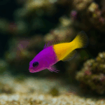 Pseudochromis paccagnellae