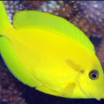 Acanthurus olivaceus (7-8cm)