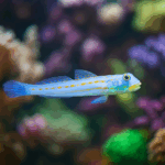 Valenciennea puellaris S