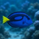 Paracanthurus hepatus (S/M)