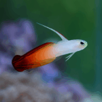 Nemateleotris magnifica