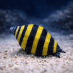 Pusiostoma engina (Bumble Bee)