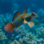 Synchiropus splendidus
