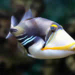 Rhinecanthus aculeatus (Rogatnica Picasso) (rozm. S)