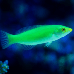 Halichoeres chloropterus