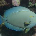 Acanthurus blochii (S/M)