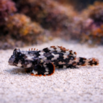 Synchiropus ocellatus