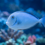 Naso vlamingii