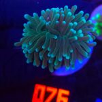 Euphyllia glabrescens sp. (076)