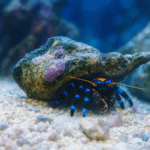 Calcinus elegans (Blue Legs Hermit Crab) rozm. L