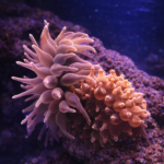 Entacmaea quadricolor red