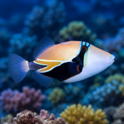 Rhinocanthus rectangulus rozm. S