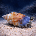 Strombus sp.