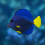 Zebrasoma xanthurum (Rozm. M)