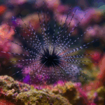 Diadema savignyi (S)