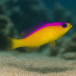 Pictichromis diadema