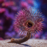 Sabellastarte spectabilis (Rurówka)