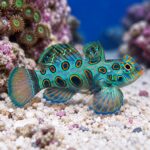 Synchiropus picturatus S