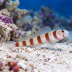 Amblyeleotris steinitzi