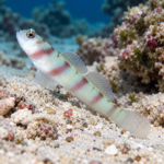 Amblyeleotris steinitzi