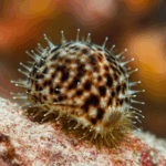 Cypraea tigris