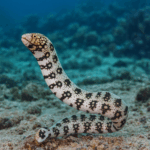 Echidna nebulosa (rozm. S)