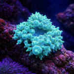 Entacmaea quadricolor Green