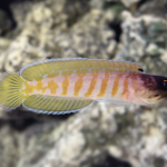 Opistognathus randallii