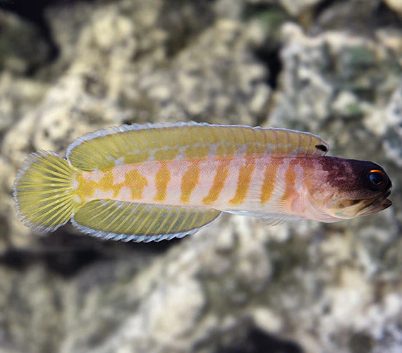 Opistognathus randalli Opistognathus randallii - obrazek 1