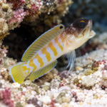 Opistognathus randallii