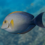 Acanthurus xanthopterus (rozm. M)